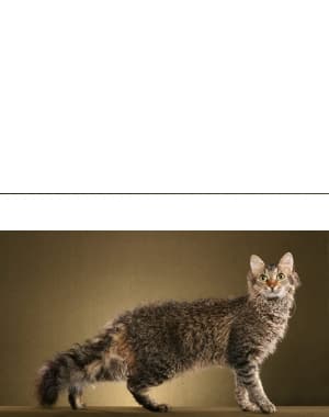 LaPerm