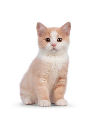 Manx