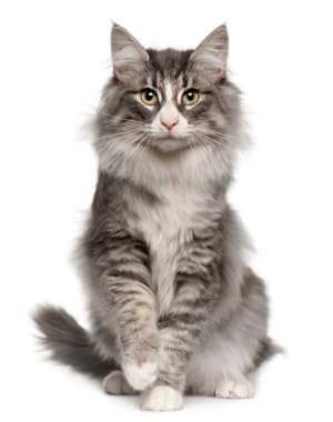 Norwegian Forest Cat