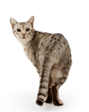 Ocicat