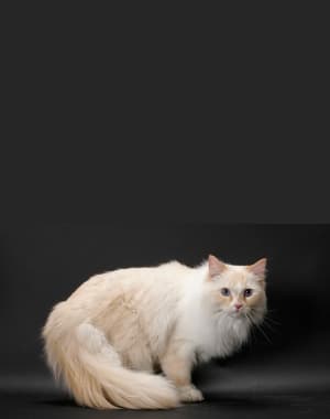 Ragamuffin
