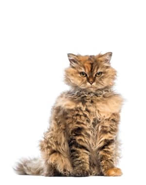 Selkirk Rex