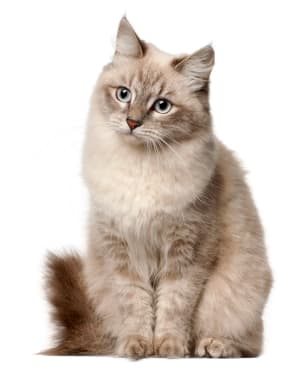 Siberian