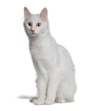 Turkish Angora