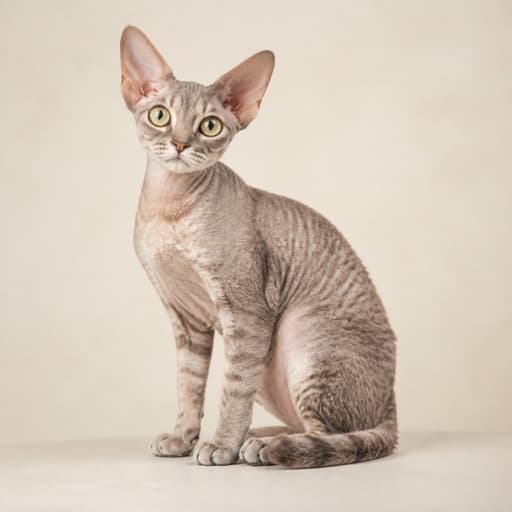 Devon Rex
