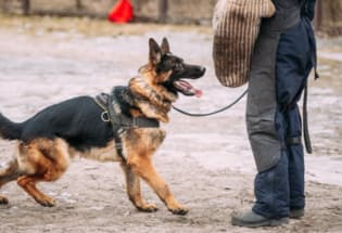 Prestige Protection Dogs