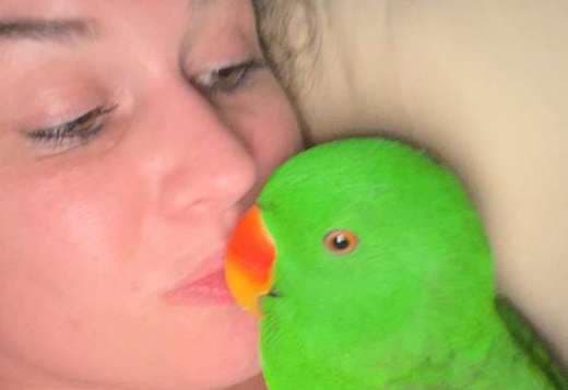 Pair Red Sided Eclectus Parrot