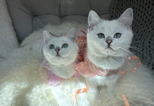 British Shorthair Kittens