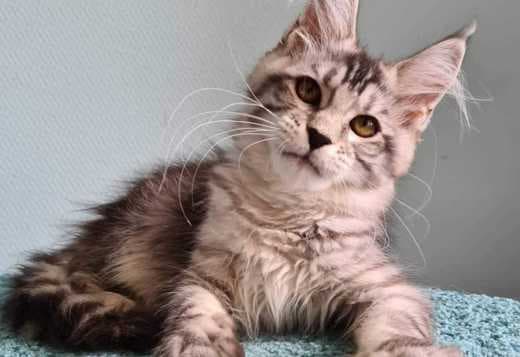 kittens for sale Maine coon