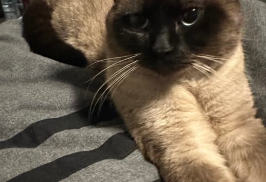 Make Siamese Kitten