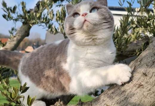 British Shorthair Kitten For Sale