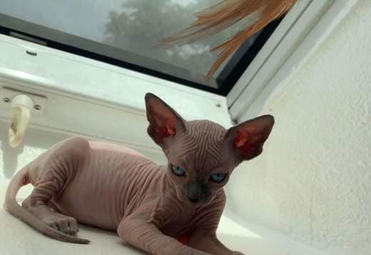 Pink female Spynx cat