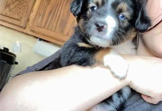 Mini Australian shepherd puppies