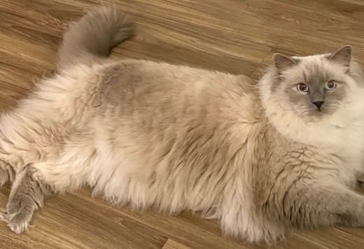Pedigree Ragdoll Blue seal colorpoint