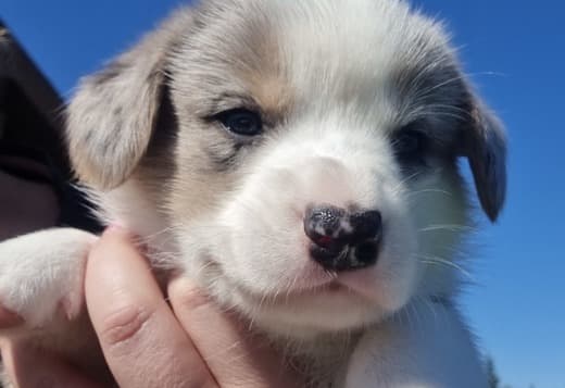 Puppies