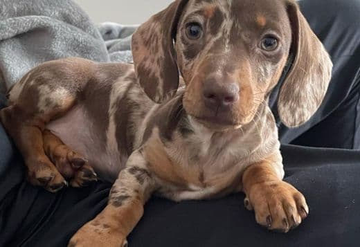 Mini Dachshund Puppies