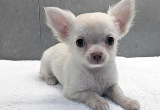chihuahua puppies