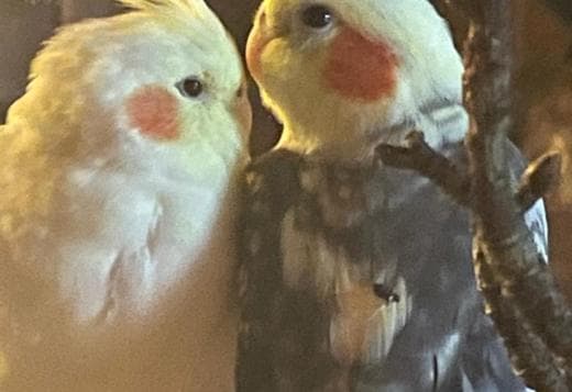 Hand Raised Baby Cockatiels