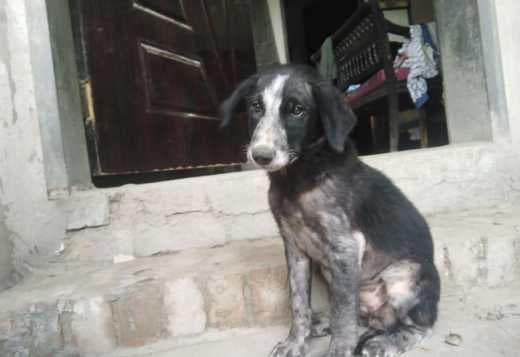 A puppy for adoption