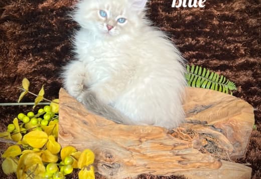 HYPOALLERGENIC SIBERIAN KITTEN FOR SALE