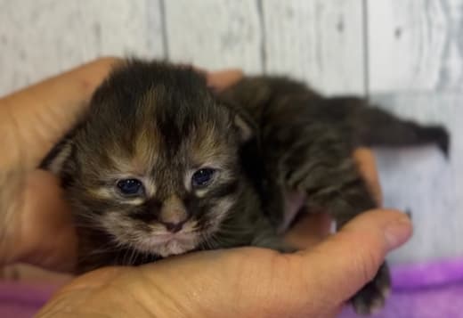Maine Coon kittens