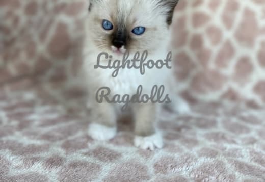 Lightfoot Ragdolls