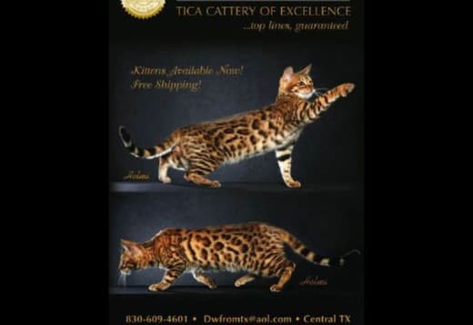Clarkstone Bengals