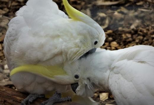 COCKATIEL