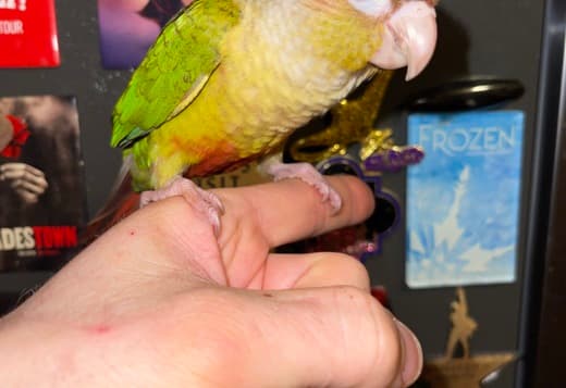 Tame Cinnamon Greencheek