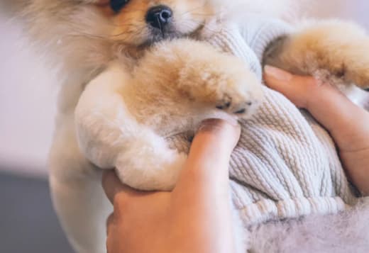Cute Male and Female Pomeranian Puppies