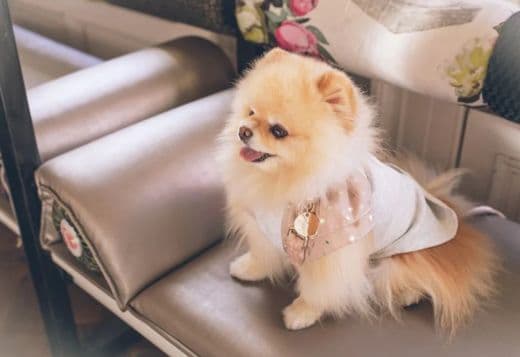 Pomeranian Male and Female Puppies For Rehoming