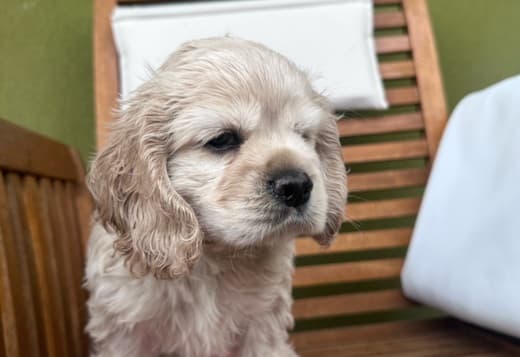 American cocker Spaniel