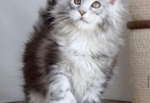 Maine coon kittens for sale