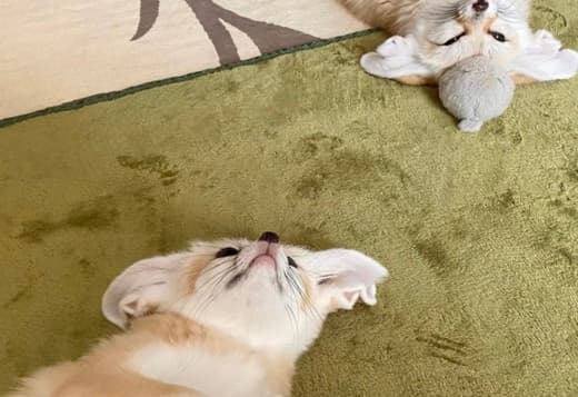 Fennec fox for sale