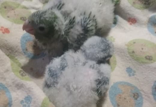 Hand fed baby quakers