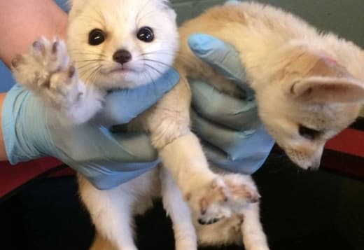 Babies Male And Female Adorable Fennec Foxes