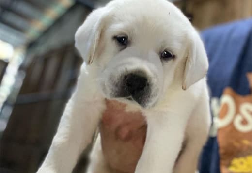 AKC ENGLISH WHITE LABRADOR PUPPIES