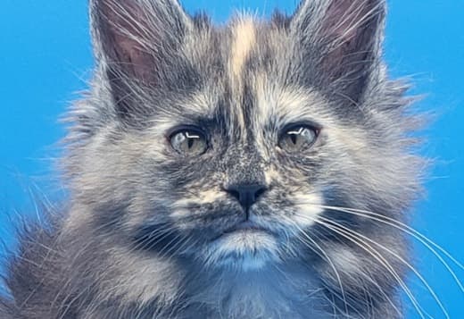 Purebred European Maine Coon Kittens,Polydactyl &Regular 12 weeks,TICA