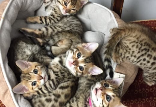 Bengal Kittens Tica Registered