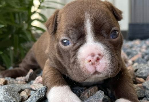 ??Boston Terrier?????? ??Male and Female Boston Te