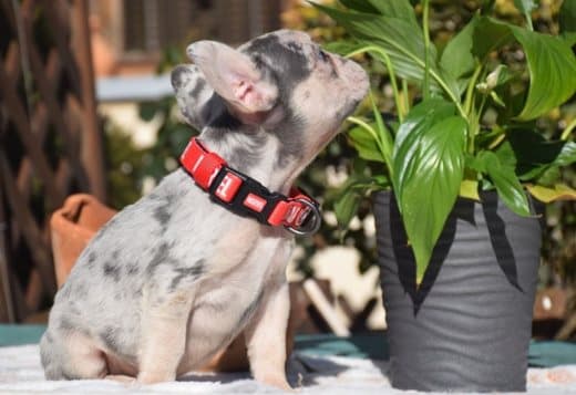 French bulldog puppy for sale