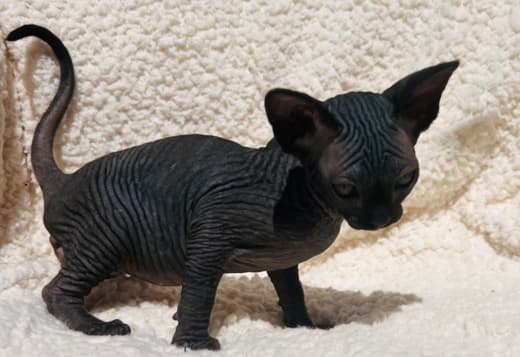 Gorgeous solid black Sphynx girl