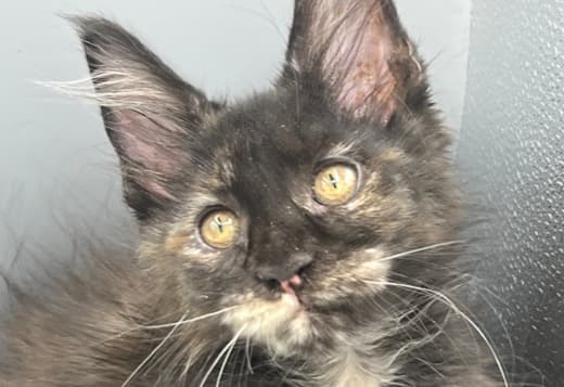 Black Tortie Maine Coon Girl