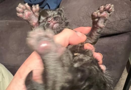 Black Maine coon girl