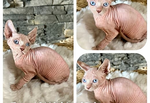 Hairless sphynx kittens available california