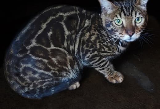 F2 male Bengal