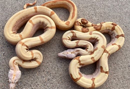 Boa Constrictor Babies