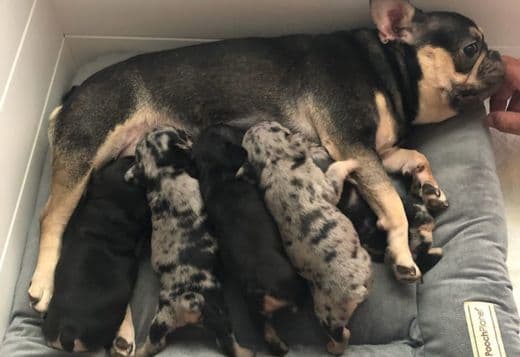 Adorable Frenchies