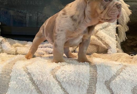 Merle Frenchies