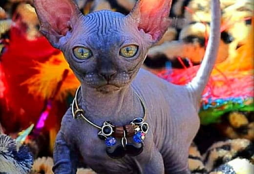 California bullycats sphynx bambino